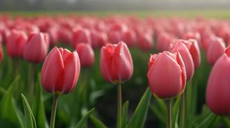 Pink Tulips