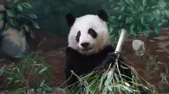 Giant Panda Cub Climbs Tree in Wolong Valley