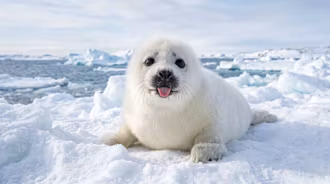Seal Cute Silly Wallpaper