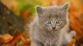 Nebelung
