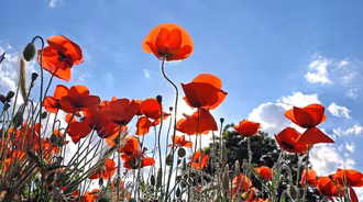 Papaver rhoeas