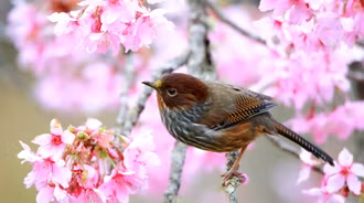 Blooming Pink Serenity: Close-Up Bird Among Cherry