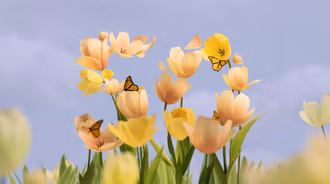 Microsoft 50th - Tulip Wallpaper