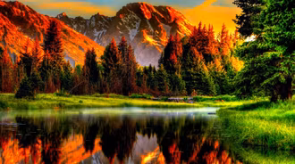 4k NATURE forest at golden hour
