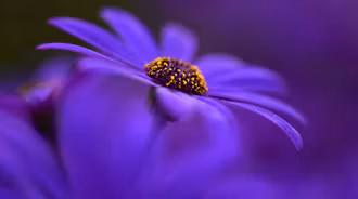 Adorable Purple Flower