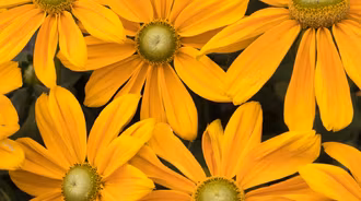 Wallpaper by MR CATOGRAPHER