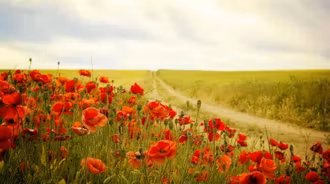 Field Dirt Road Summer Red Flower Flower