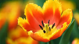 Tulipa Fabio