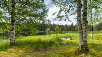 Birches by the lake