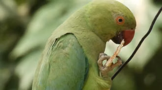 Parrot