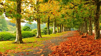 Wallpaper by Hydration
