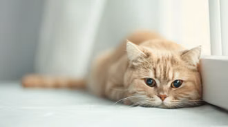 Adorable Cute Blonde Cat