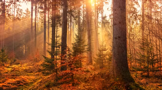 Autumn Forest Sunbeams