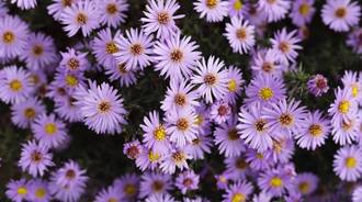 This flowers are  purple and white and you guys can get this flowers if you want to:))