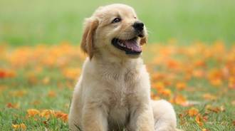 Wallpaper by coolcreater