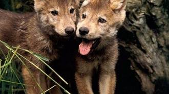 cute babys Wolfs