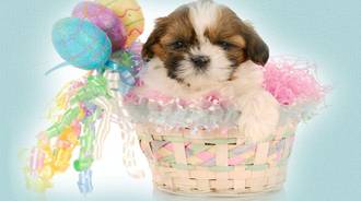 puppy easter