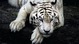 Chill White Tiger