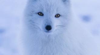 Snowy Fox