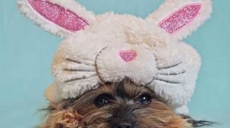 puppy easter bunny