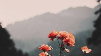 Wallpaper by ◦•●◉✿ Ⓓⓔⓐⓓ♥ⓜⓤⓢⓗⓡⓞⓞⓜ ✿◉●•◦