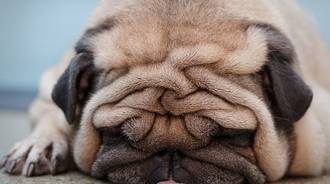 Squished pug # adorable 