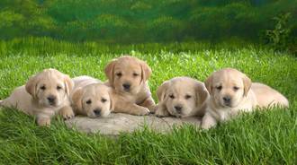 Collection of puppy’s 