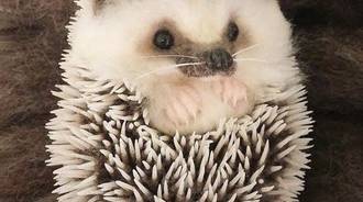 Baby hedgehog 