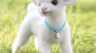 Baby lamb 