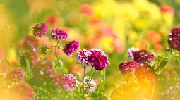 8k flowers wallpaper