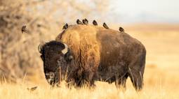 bison 4k wallpaper