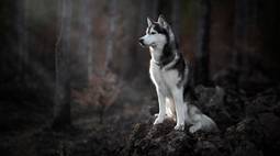 Husky desktop wallpaper