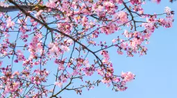 6k spring wallpaper