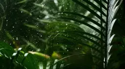 rain nature 4k wallpaper