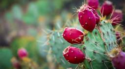 prickly pear wallpaper