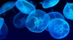 jellyfish laptop wallpaper