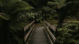 dark rainforest wallpaper