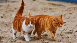 beach cat wallpaper