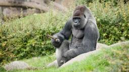 mountain gorilla wallpaper