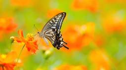 4k butterflies wallpaper