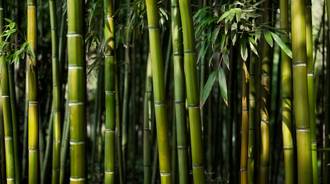 4k desktop bamboo wallpaper
