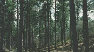 aesthetic forest 4k wallpaper