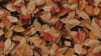 autumn large wallpaper