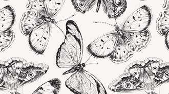 black and white butterfly wallpaper