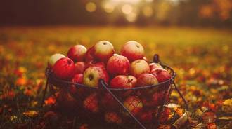 fruit autumn wallpaper