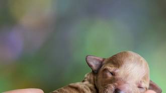 newborn puppy wallpaper