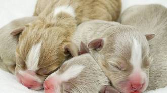 newborn puppy wallpaper