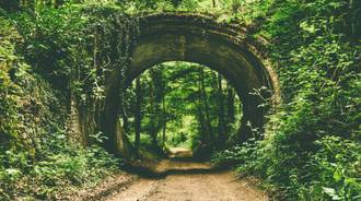 forest tunnel HD wallpaper