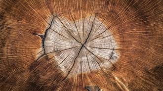 tree stump wallpaper