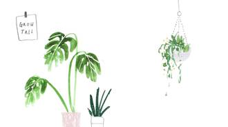 minimal plant wallpaper